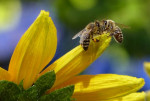 SZIF vyplatil včelařům na dotacích téměř 50 milionů korun